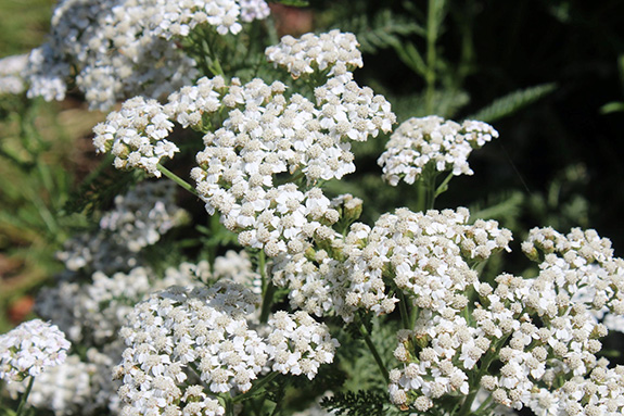 Achillea New Vintage White – People Newspapers