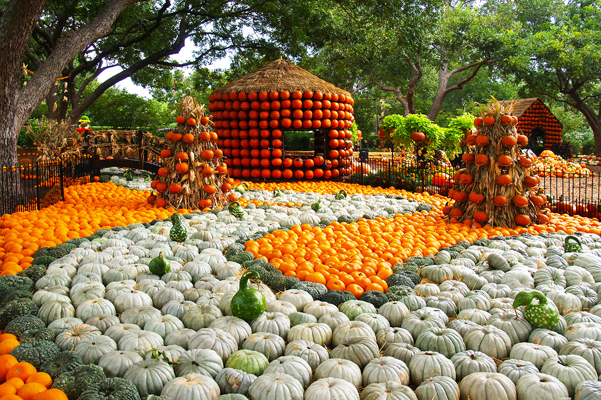 Autumn At The Arboretum Means Lots Of Orange People Newspapers