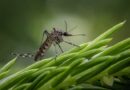 Areas of Dallas Sprayed for West Nile Virus