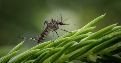 Areas of Dallas Sprayed for West Nile Virus