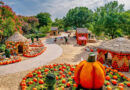 Autumn at the Arboretum: Texas Town