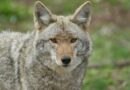 Protect Pets During Coyote Mating Season