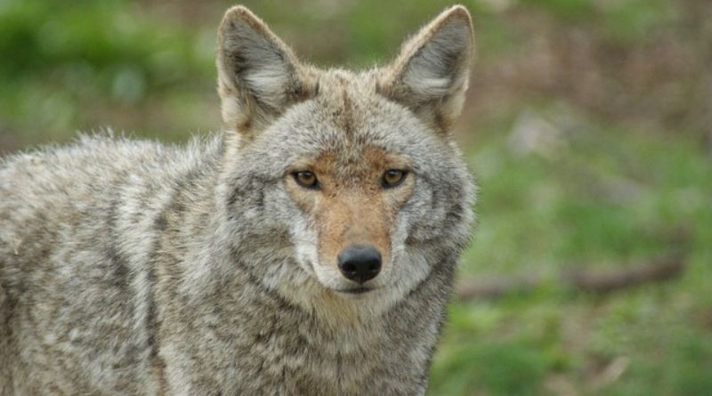 Protect Pets During Coyote Mating Season